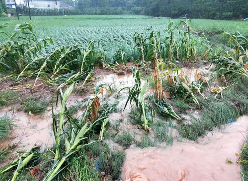 今日入伏,俗語說 淋伏頭,曬伏尾 當(dāng)天下雨好嗎